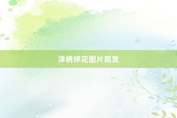 洋绣球花图片观赏