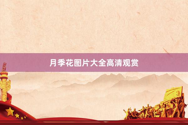 月季花图片大全高清观赏